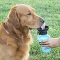 Hordozható kisállat vizes palack, InnovaGoods, 550 ml