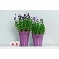 Koronka Virágcserép csipkézett 16,5 cm, műanyag, lila