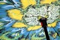 Páva Bedora megfordítható esernyő