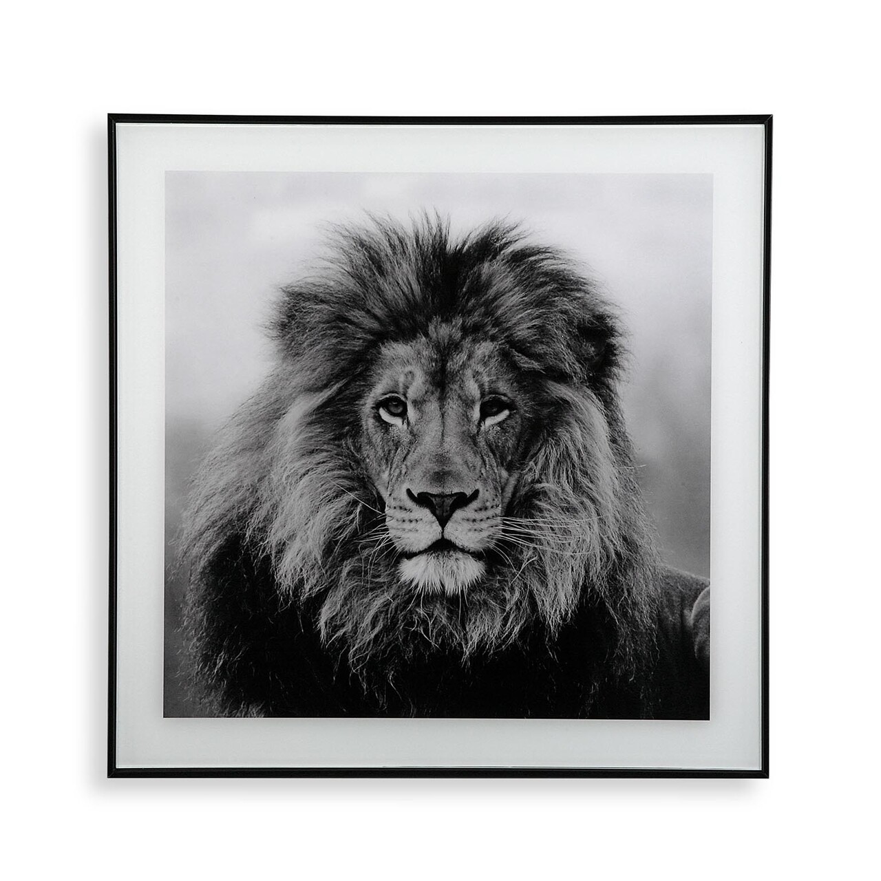 Majestic Lion Üvegkép, Versa, 50x50 cm