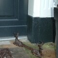 Esschert Cipőtisztító, Deer, 8.2 x 42.4 x 14.4 cm, kovácsoltvas