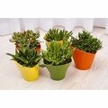 Virágcserép Twister 17 cm, műanyag, sötétlila