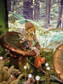 Boy Fairy Dísz, Decoris, 24x7x41 cm, poliészter, színes