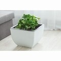 Muna Négyszögletű Virágkaspó, 40cm, antracit/ciklámen